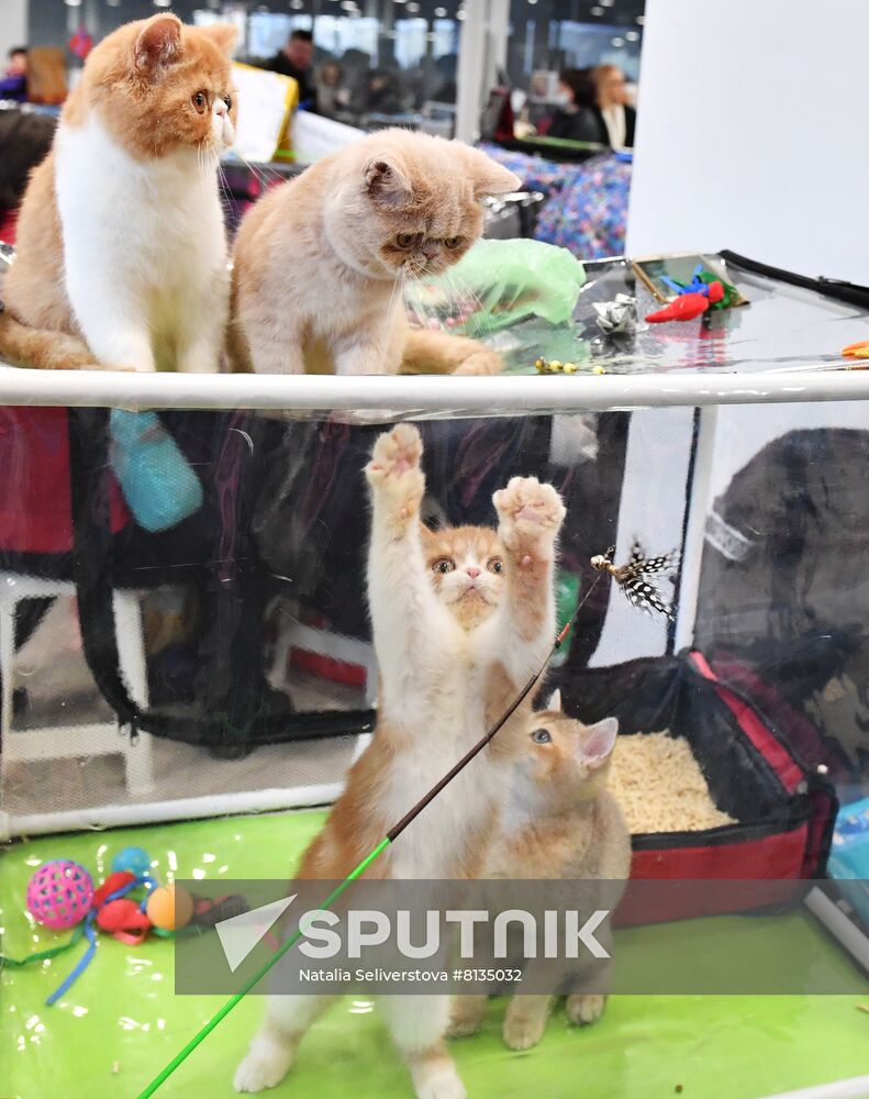 Russia Cat Exhibition
