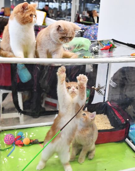 Russia Cat Exhibition