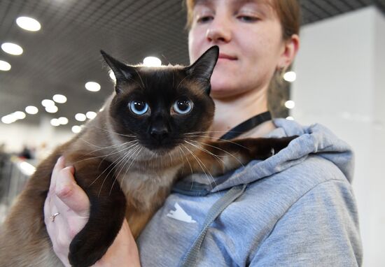 Russia Cat Exhibition