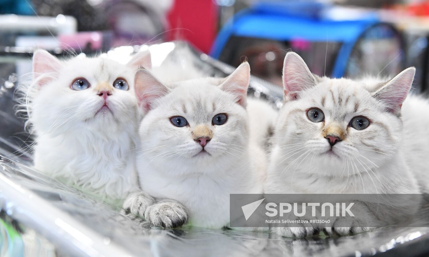 Russia Cat Exhibition