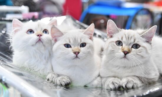 Russia Cat Exhibition