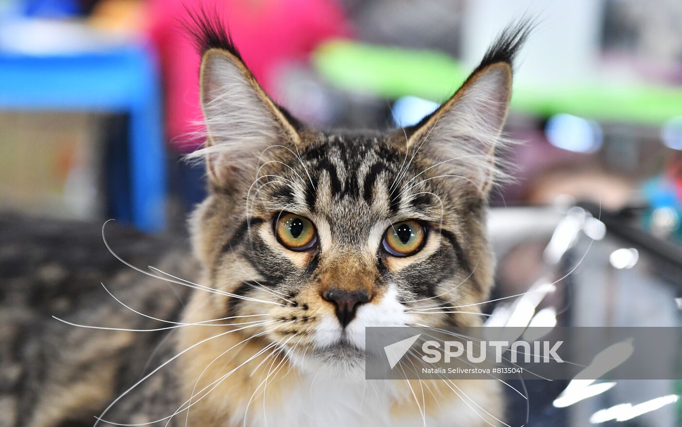 Russia Cat Exhibition