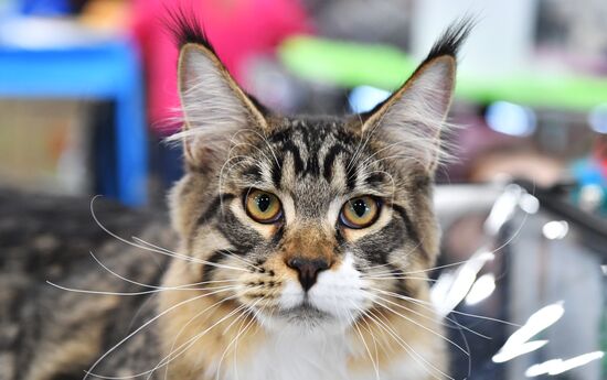 Russia Cat Exhibition