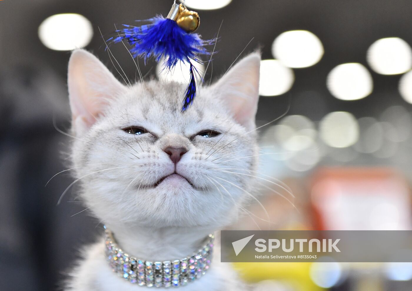 Russia Cat Exhibition