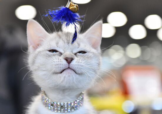 Russia Cat Exhibition