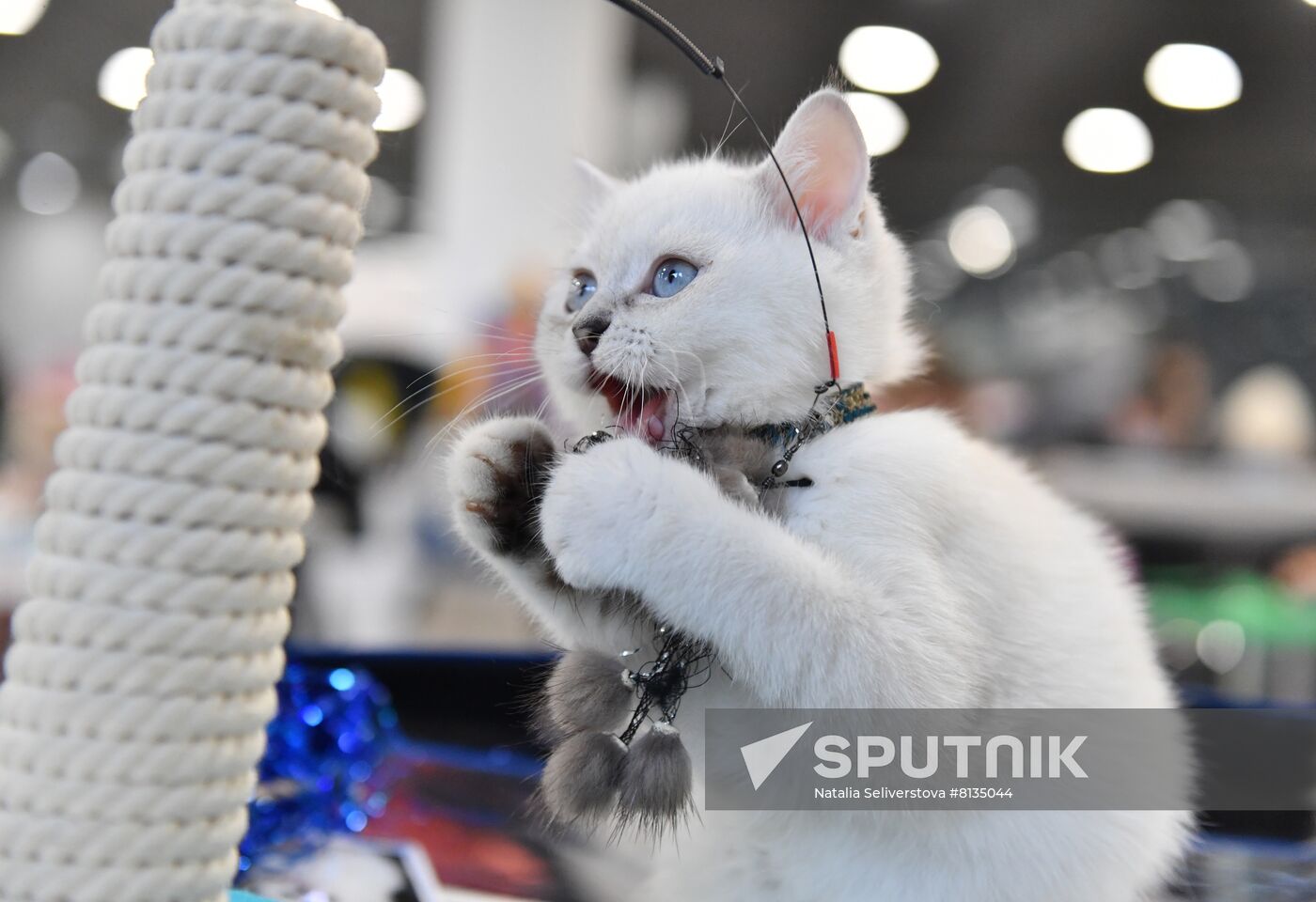 Russia Cat Exhibition
