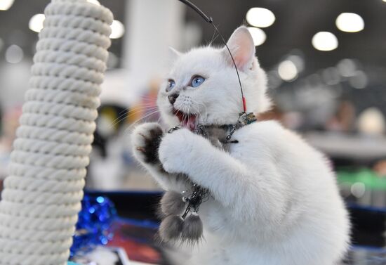 Russia Cat Exhibition