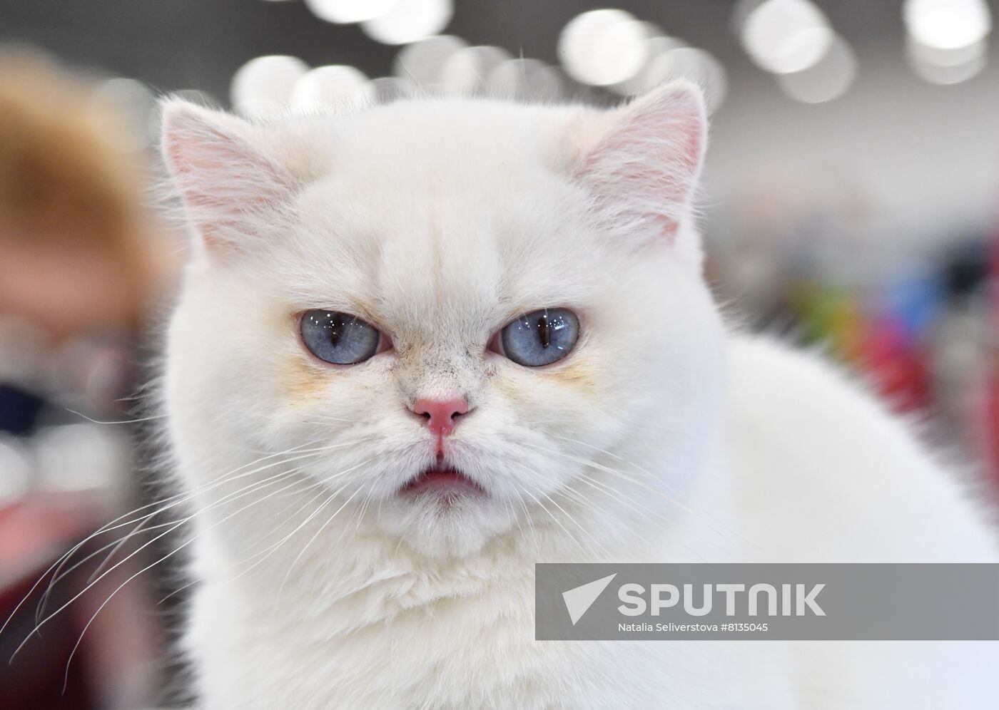 Russia Cat Exhibition