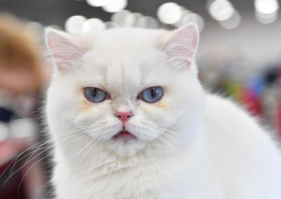 Russia Cat Exhibition