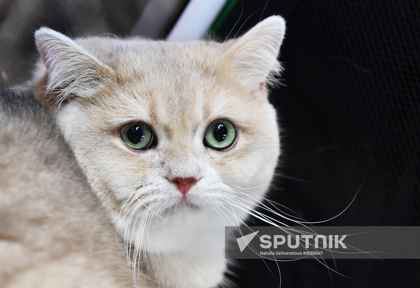 Russia Cat Exhibition