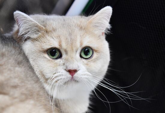 Russia Cat Exhibition