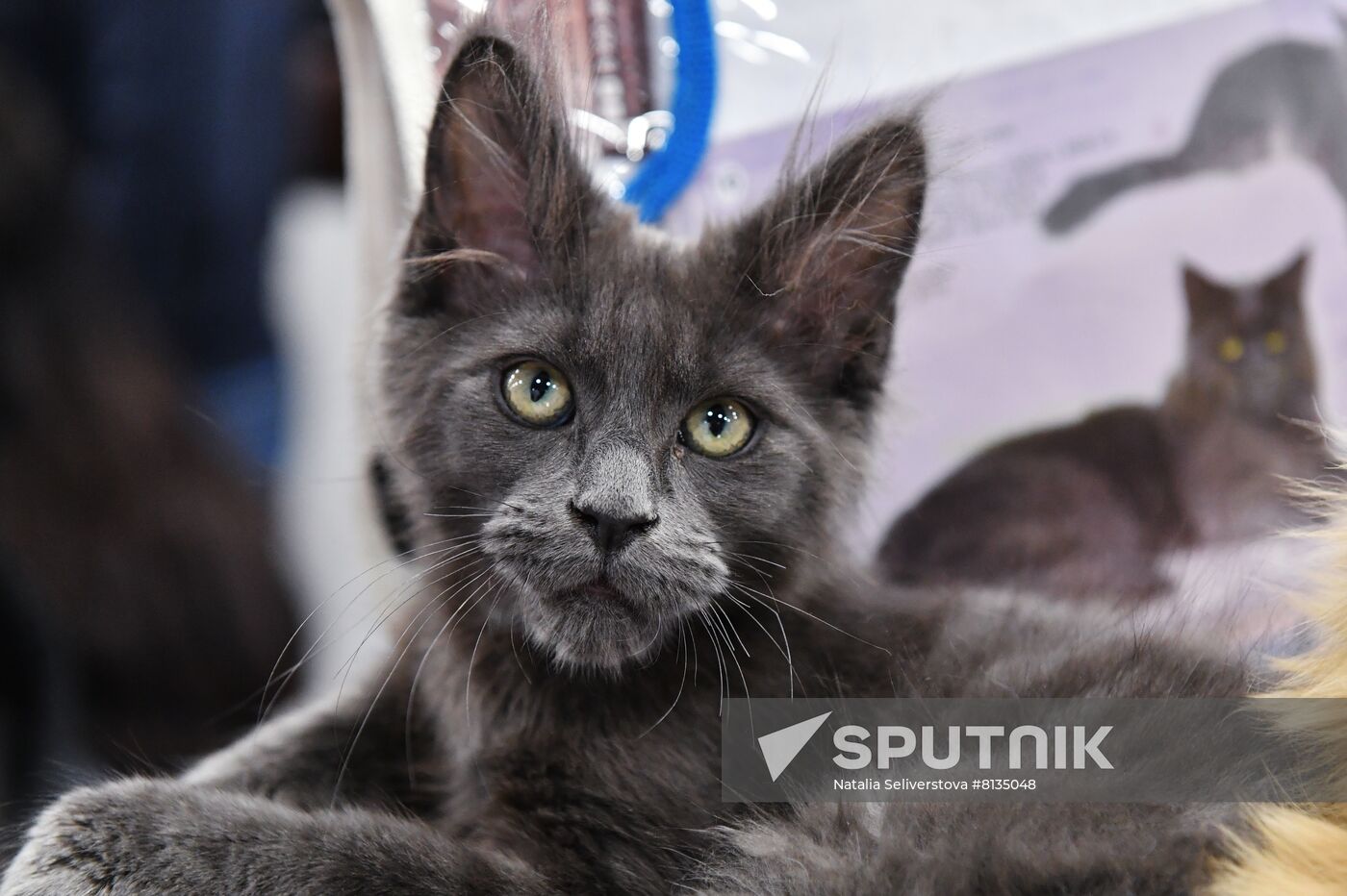 Russia Cat Exhibition