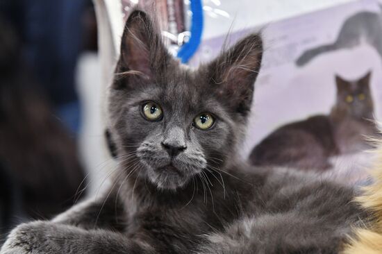 Russia Cat Exhibition
