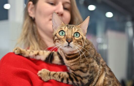 Russia Cat Exhibition