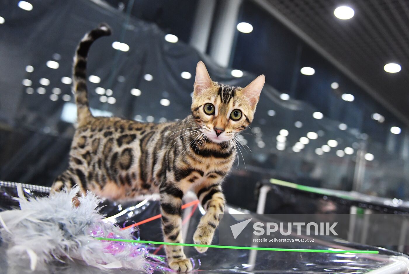 Russia Cat Exhibition