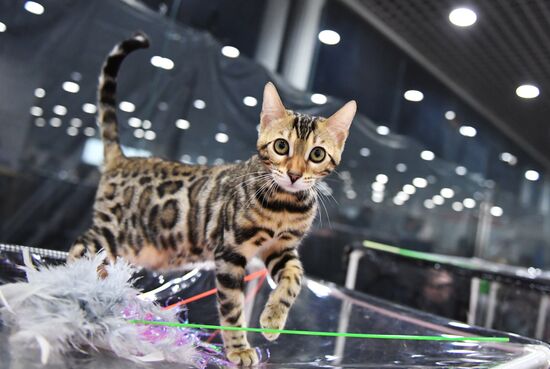 Russia Cat Exhibition