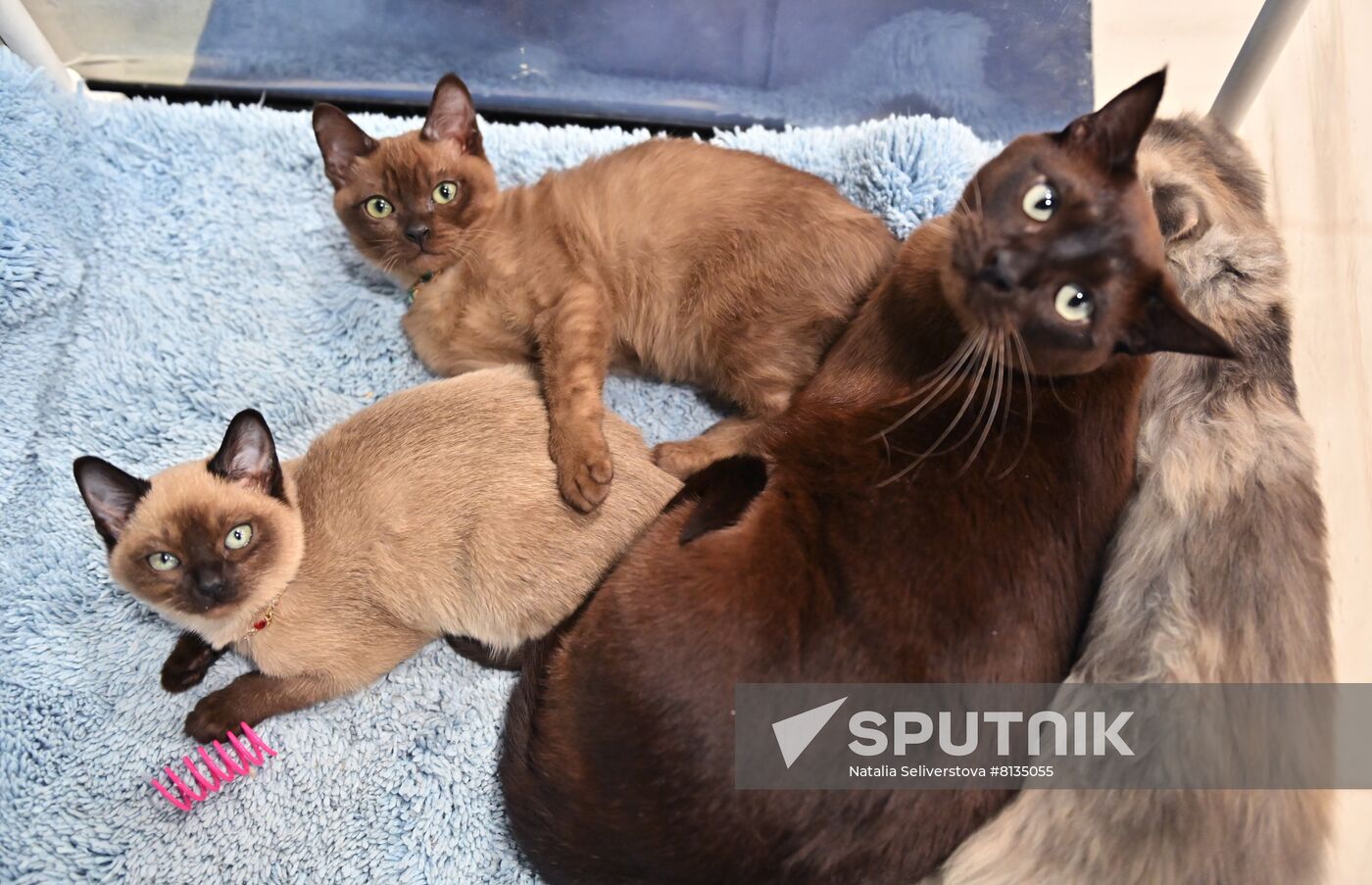 Russia Cat Exhibition