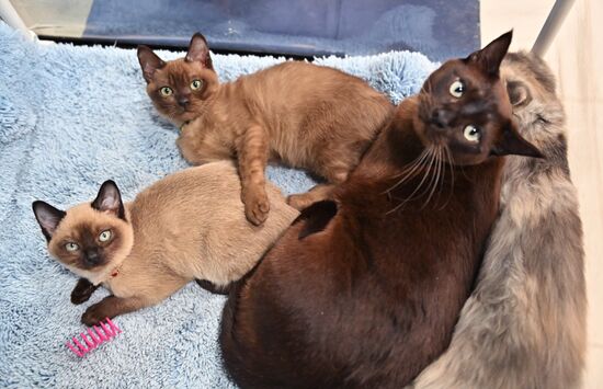 Russia Cat Exhibition