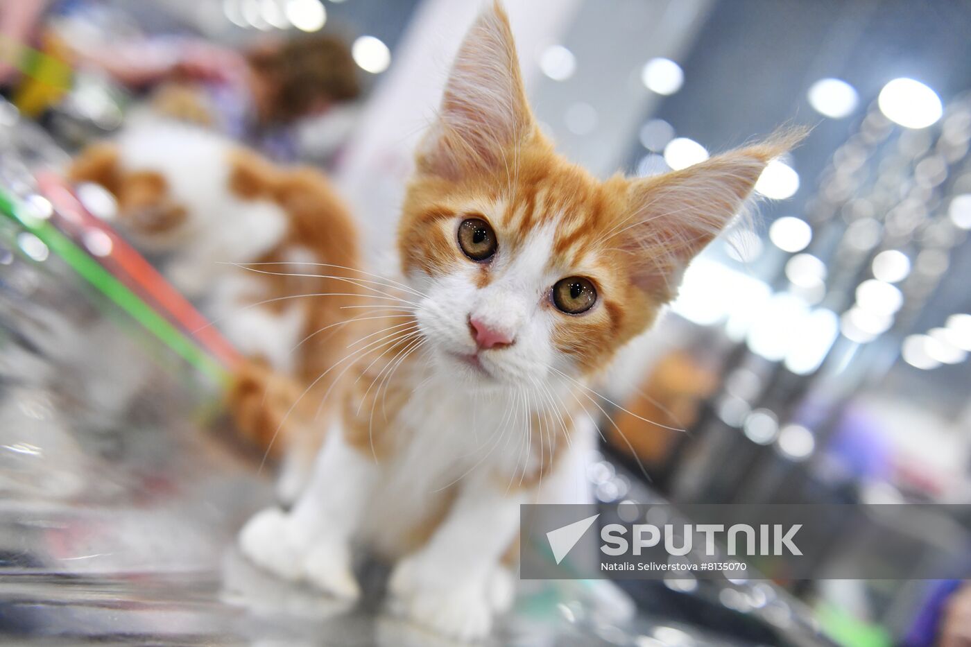 Russia Cat Exhibition