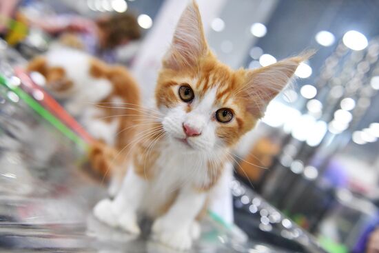 Russia Cat Exhibition