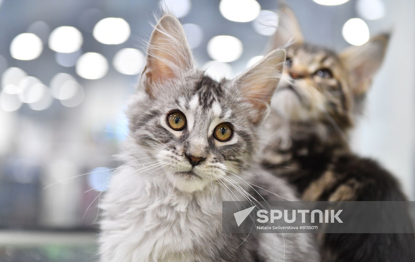Russia Cat Exhibition