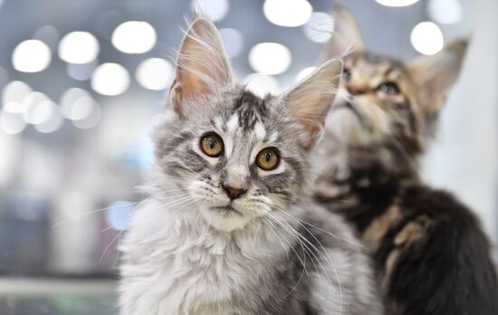Russia Cat Exhibition