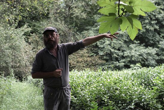 Tea plantations in Krasnodar Territory