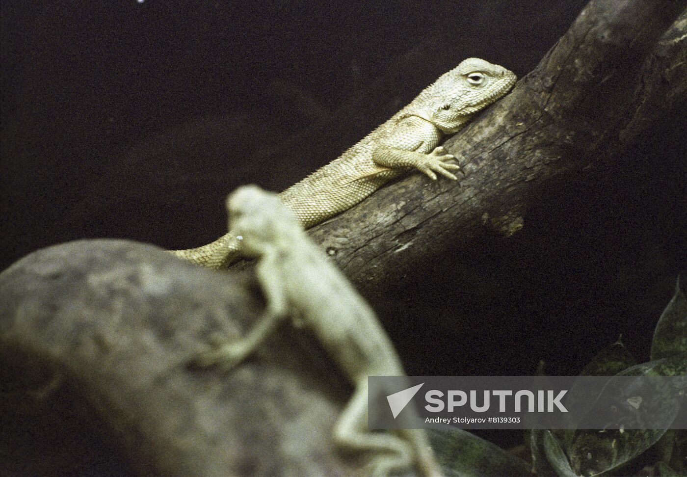 Himalayan agama in fish tank