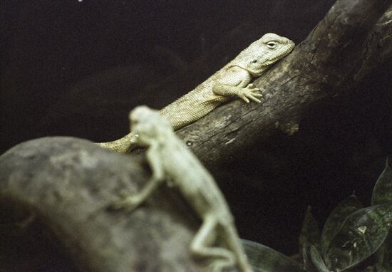 Himalayan agama in fish tank