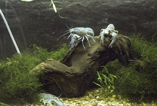 Procambarus cubensis in fish tank