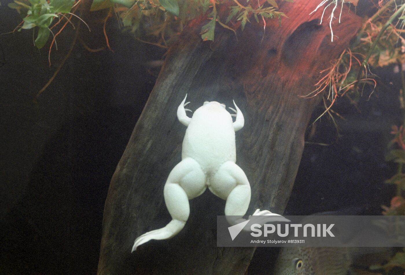 African clawed frog in fish tank