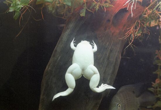 African clawed frog in fish tank