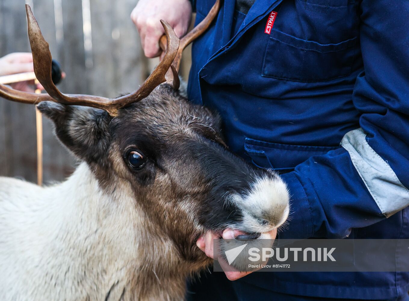 Russia Deer