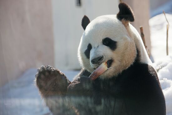 Russia Zoo