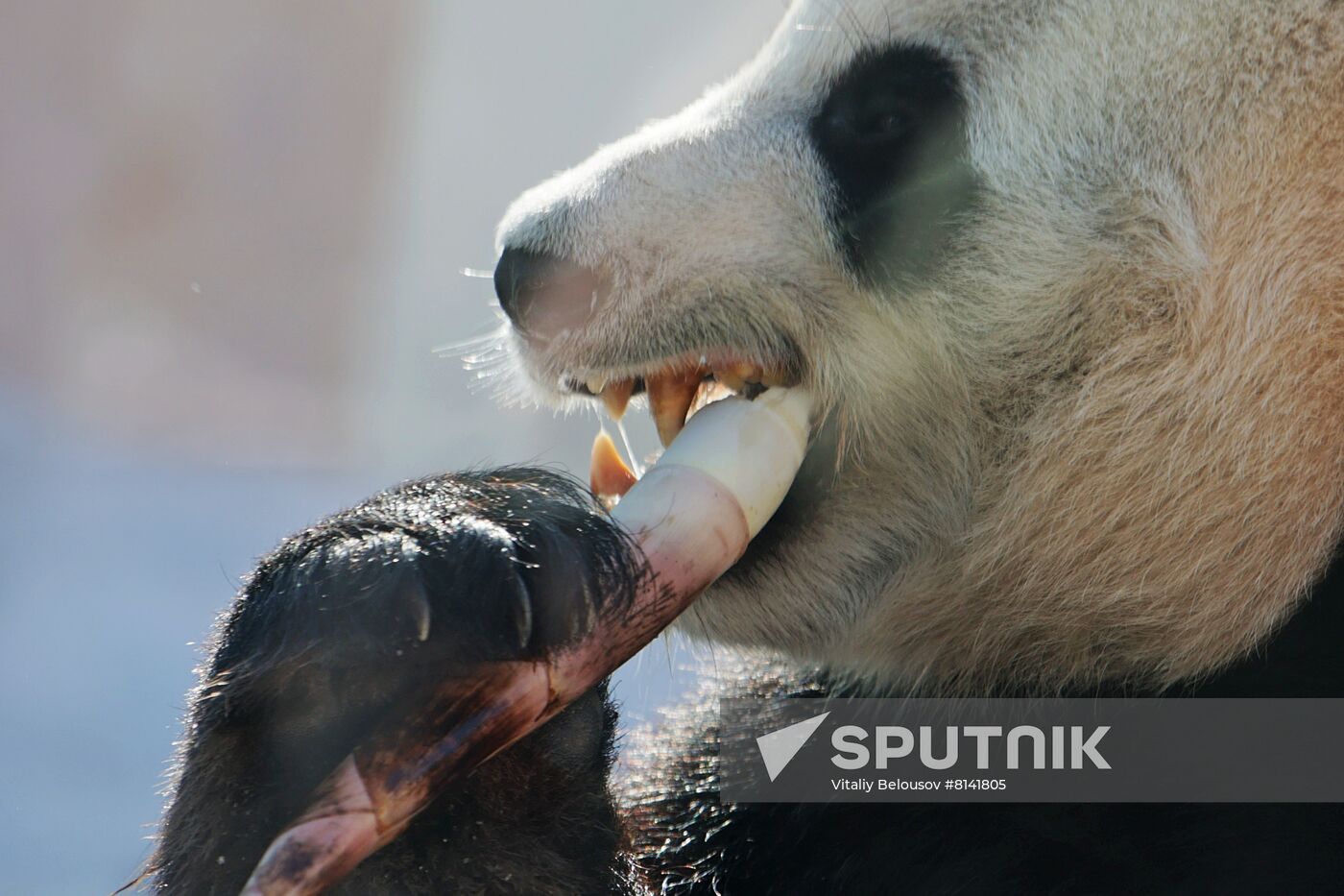 Russia Zoo