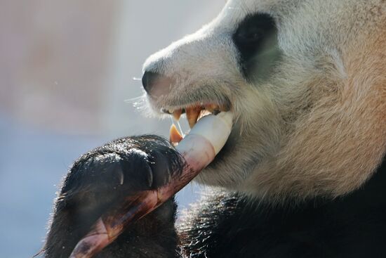 Russia Zoo