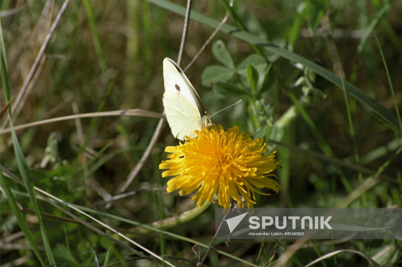 Curonian Spit wildlife