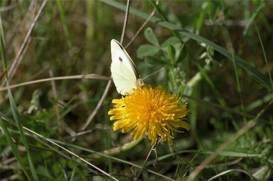 Curonian Spit wildlife