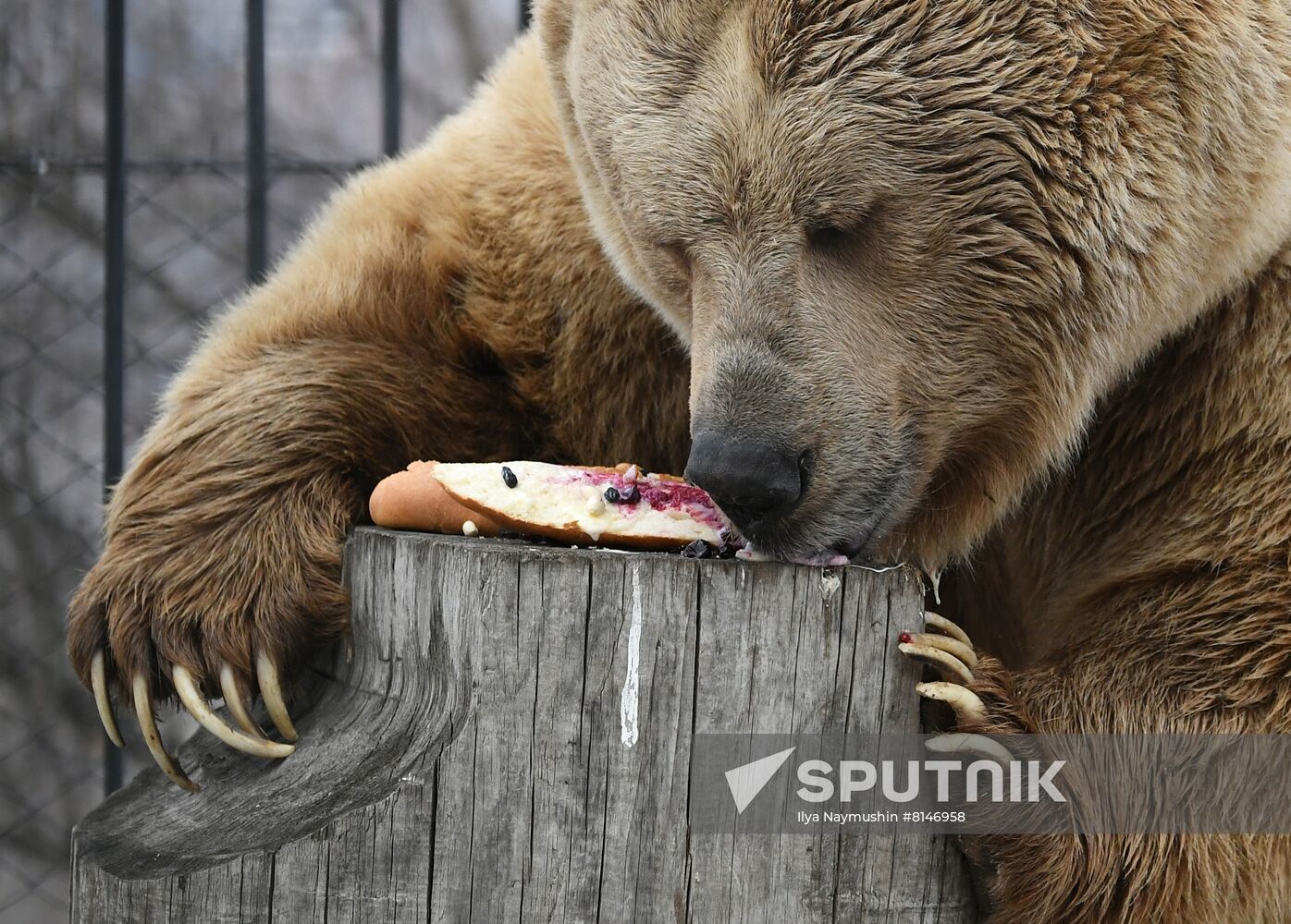 Russia Zoo