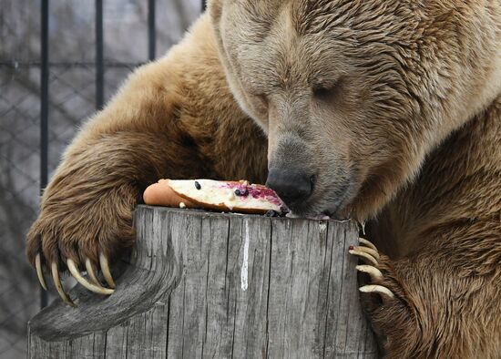 Russia Zoo