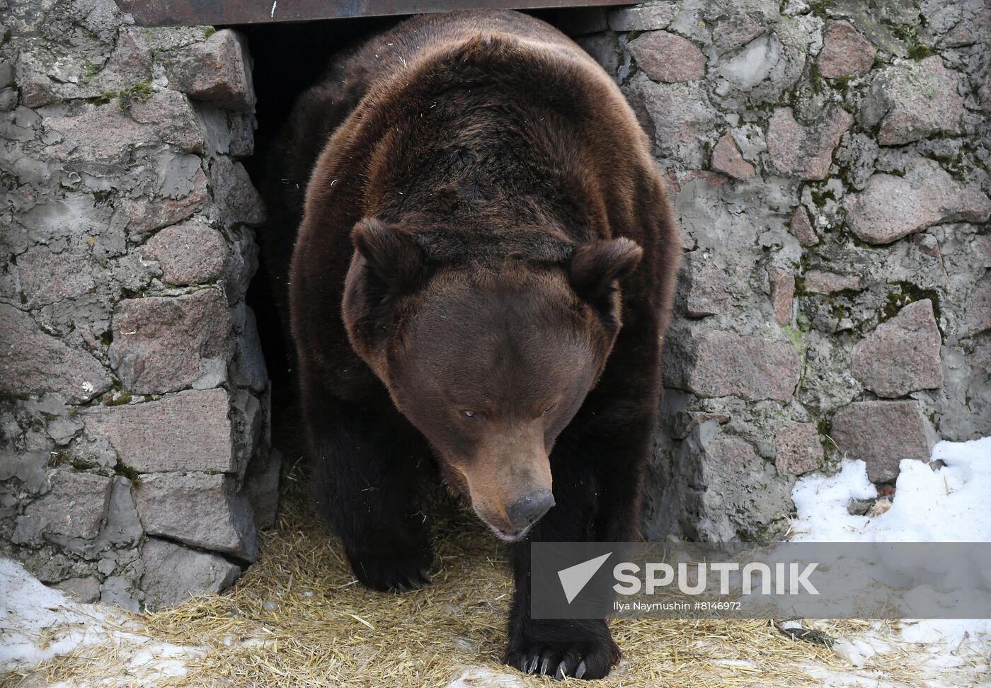 Russia Zoo