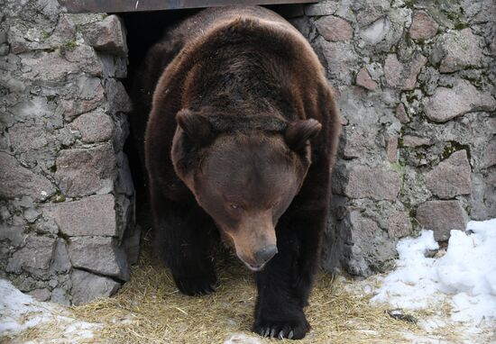 Russia Zoo