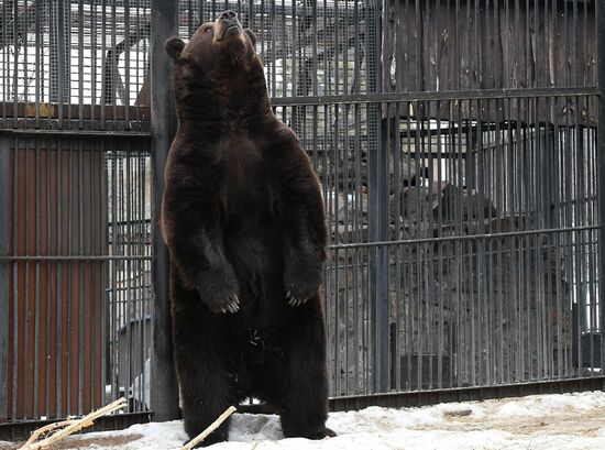 Russia Zoo