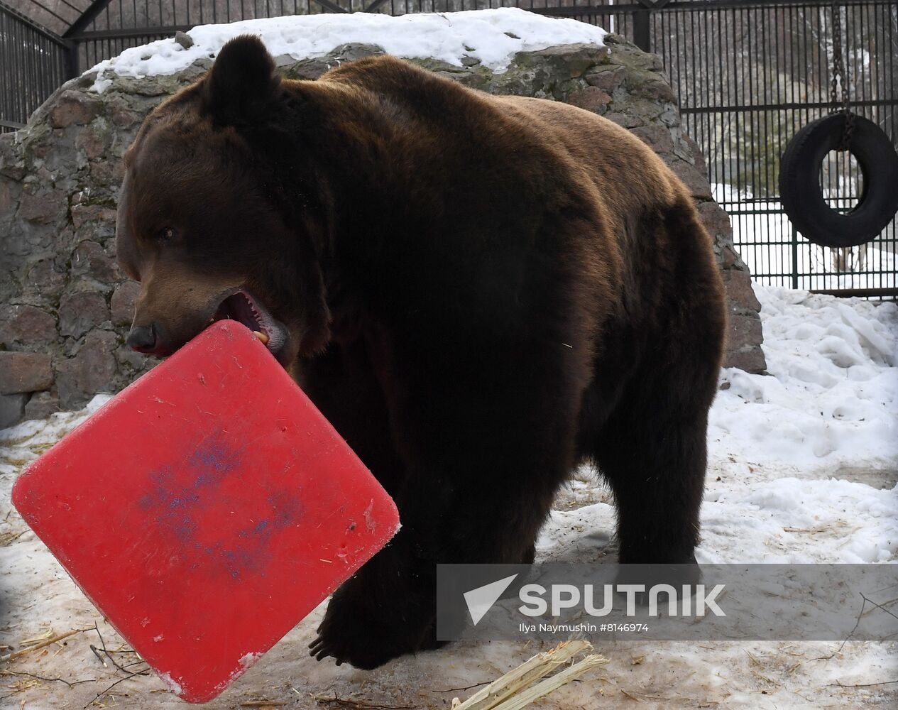 Russia Zoo