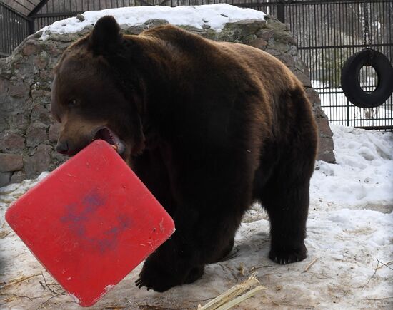 Russia Zoo