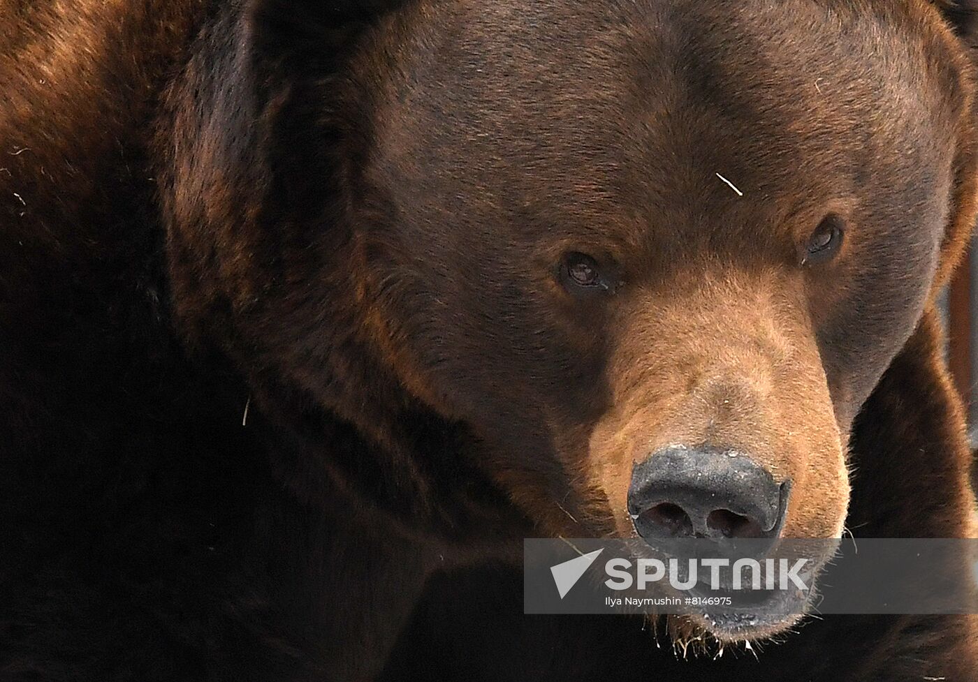 Russia Zoo