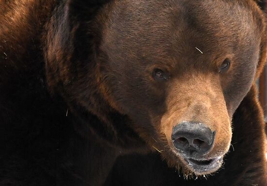 Russia Zoo