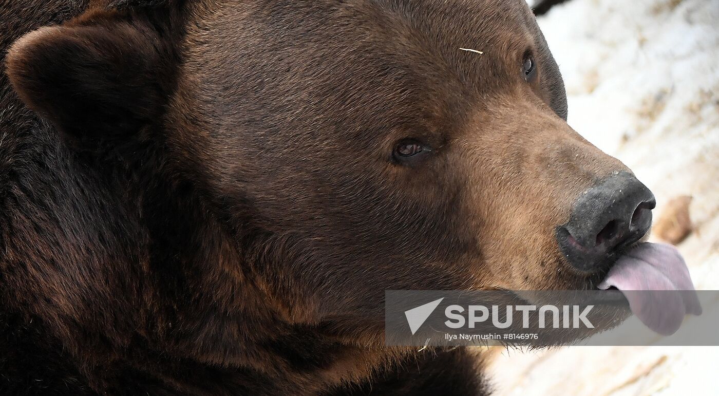 Russia Zoo