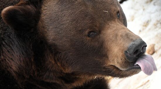 Russia Zoo