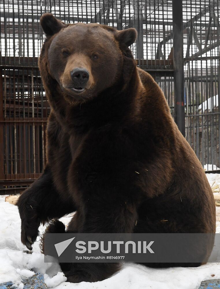 Russia Zoo